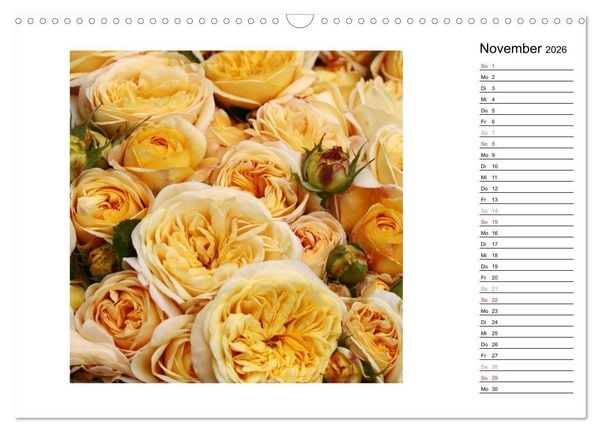 Produktbild: Die vielen Gesichter der Rosen (Wandkalender 2026 DIN A3 quer), CALVENDO Monatskalender