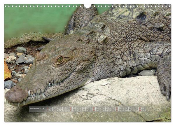 Produktbild: Krokodile & Alligatoren (Wandkalender 2026 DIN A3 quer), CALVENDO Monatskalender