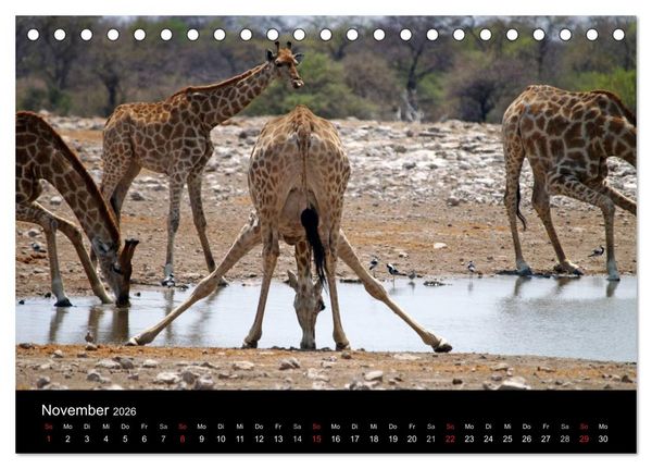 Produktbild: Giraffen &ndash; Faszination der Wildnis (Tischkalender 2026 DIN A5 quer), CALVENDO Monatskalender