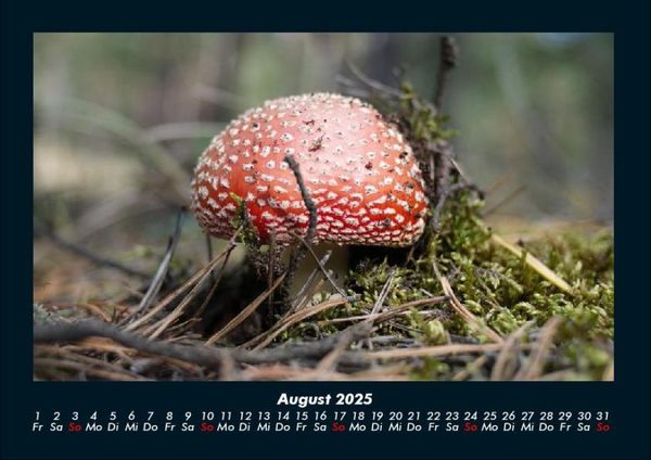 Produktbild: Waldzauber 2025 Fotokalender DIN A4