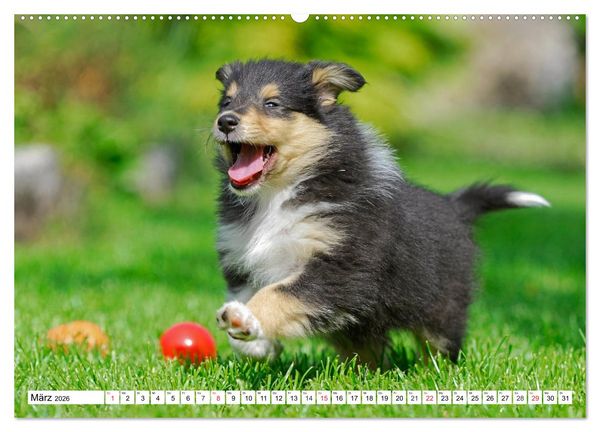 Produktbild: Colliewelpen - kleine Collies erobern die Welt (hochwertiger Premium Wandkalender 2026 DIN A2 quer), Kunstdruck in Hochglanz