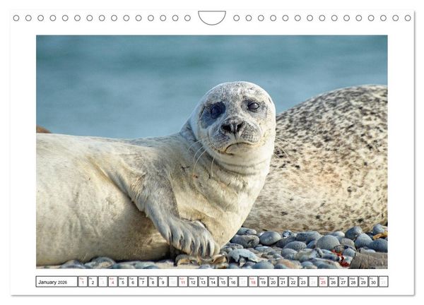 Produktbild: Seals on the Beach (Wall Calendar 2026 DIN A4 landscape), CALVENDO 12 Month Wall Calendar