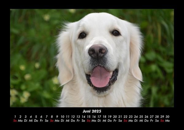 Produktbild: Hundezauber 2025 Fotokalender DIN A3