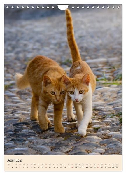 Produktbild: Katzen von Rhodos (Wandkalender 2027 DIN A4 hoch), CALVENDO Monatskalender