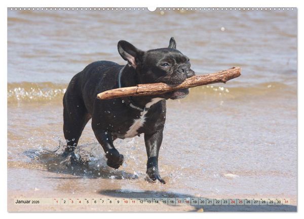 Produktbild: Bulldoggen - Englische und Franz&ouml;sische Bulldoggen (hochwertiger Premium Wandkalender 2026 DIN A2 quer), Kunstdruck in Hochglanz