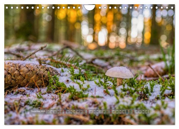Produktbild: Vielfalt am Waldboden (Wandkalender 2026 DIN A4 quer), CALVENDO Monatskalender
