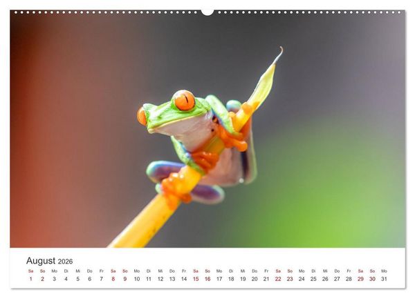 Produktbild: Fr&ouml;sche - Die wundersch&ouml;ne Welt der bunten H&uuml;pfer. (Wandkalender 2026 DIN A2 quer), CALVENDO Monatskalender