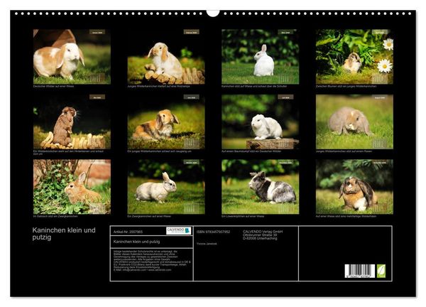 Produktbild: Kaninchen klein und putzig (Wandkalender 2026 DIN A2 quer), CALVENDO Monatskalender