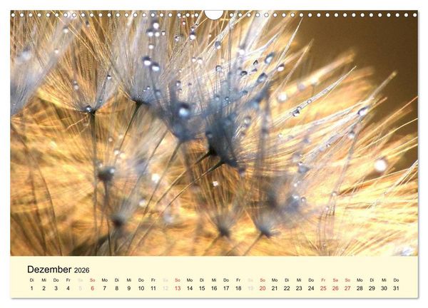 Produktbild: Naturjuwel Pusteblume (Wandkalender 2026 DIN A3 quer), CALVENDO Monatskalender