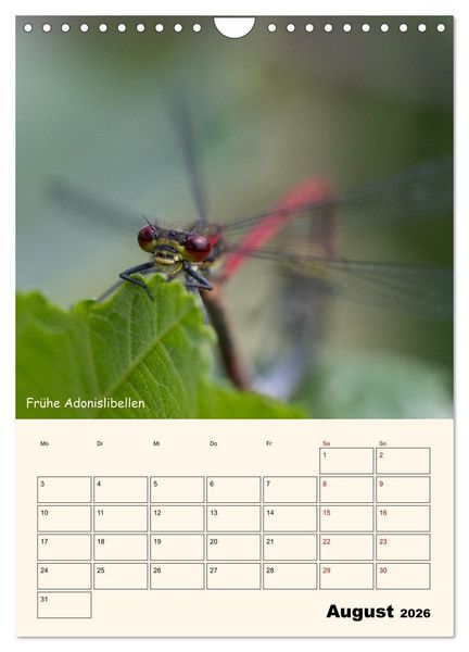 Produktbild: Libellen - Flugk&uuml;nstler in Bayern (Wandkalender 2026 DIN A4 hoch), CALVENDO Monatskalender