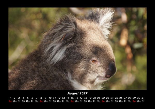 Produktbild: Koala 2027 Fotokalender DIN A3