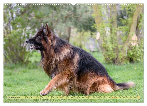 Produktbild: Altdeutsche Sch&auml;ferhunde - Traumhafte Sch&auml;ferhunde Langstockhaar (Wandkalender 2026 DIN A2 quer), CALVENDO Monatskalender