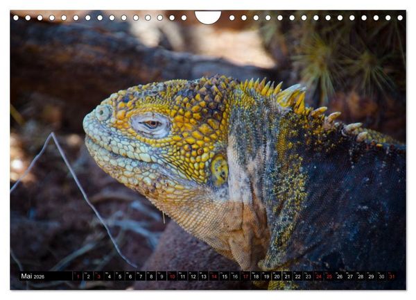 Produktbild: Leguane auf Galapagos (Wandkalender 2026 DIN A4 quer), CALVENDO Monatskalender