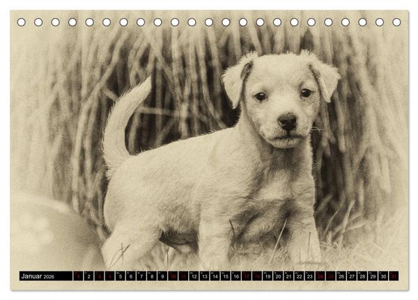 Produktbild: Parson Jack Russel Welpen (Tischkalender 2026 DIN A5 quer), CALVENDO Monatskalender