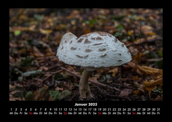 Produktbild: Pilzkalender 2025 Fotokalender DIN A3