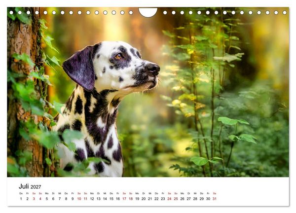 Produktbild: Dalmatiner - Mehr als nur Punkte! (Wandkalender 2027 DIN A4 quer), CALVENDO Monatskalender