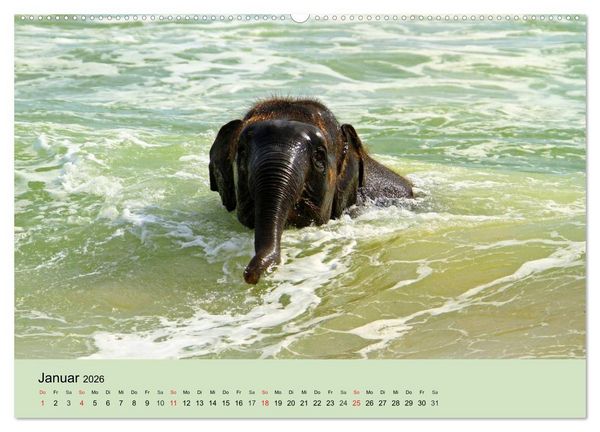 Produktbild: Elefanten. Badespa&szlig; am Strand (Wandkalender 2026 DIN A2 quer), CALVENDO Monatskalender