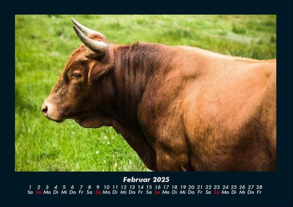Produktbild: Kuhkalender 2025 Fotokalender DIN A4