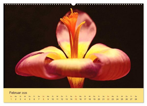 Produktbild: Fantastische Reise in die Welt der Blumen (Wandkalender 2026 DIN A2 quer), CALVENDO Monatskalender
