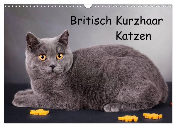 Britisch Kurzhaar Katzen (Wandkalender 2026 DIN A3 quer), CALVENDO Monatskalender