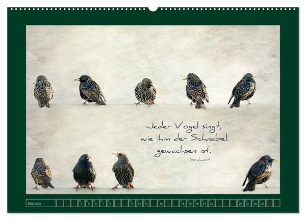Produktbild: Stare und Weisheiten (Wandkalender 2026 DIN A2 quer), CALVENDO Monatskalender