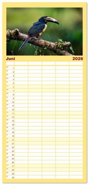 Produktbild: Familienplaner 2026 - Phantastische Vogelwelt Costa Rica mit 5 Spalten (Wandkalender, 21 x 45 cm) CALVENDO