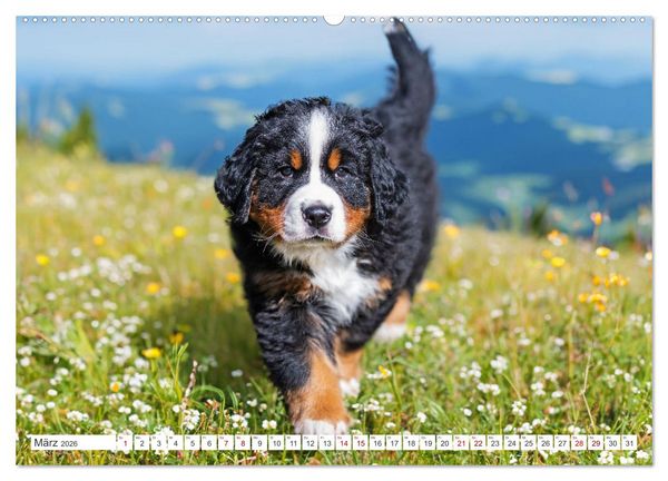 Produktbild: Berner Sennenhund - Der beste Freund f&uuml;rs Leben (Wandkalender 2026 DIN A2 quer), CALVENDO Monatskalender