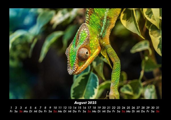 Produktbild: Welt der Tiere 2025 Fotokalender DIN A3