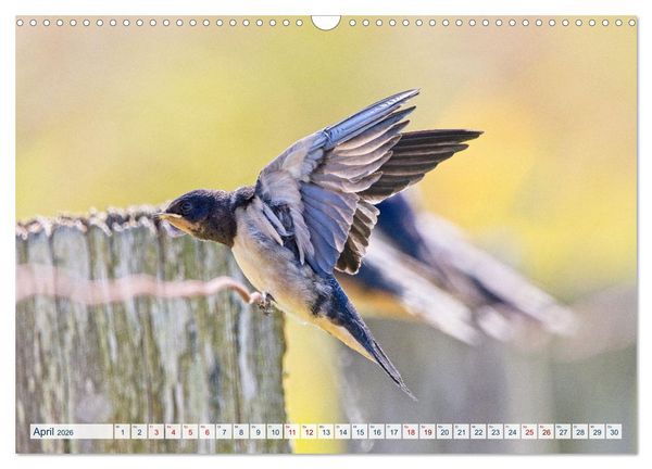 Produktbild: Rauchschwalben - Boten des Sommers (Wandkalender 2026 DIN A3 quer), CALVENDO Monatskalender