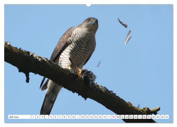 Produktbild: Sperber - Kleiner Vogel Greif (Wandkalender 2026 DIN A2 quer), CALVENDO Monatskalender