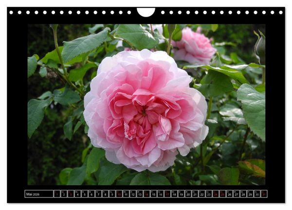 Produktbild: Im Duft der Rosen (Wandkalender 2026 DIN A4 quer), CALVENDO Monatskalender