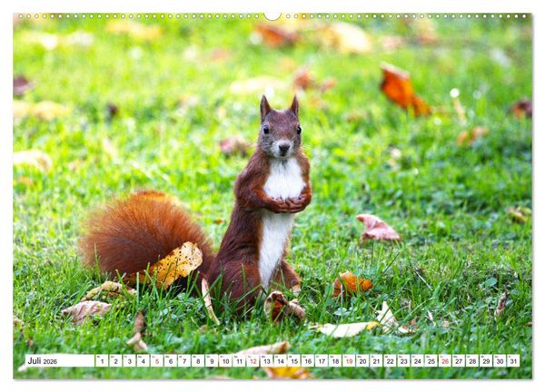 Produktbild: Eichh&ouml;rnchen in freier Natur (hochwertiger Premium Wandkalender 2026 DIN A2 quer), Kunstdruck in Hochglanz