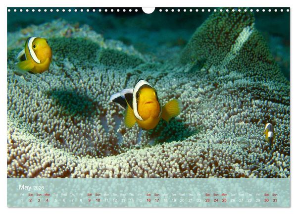 Produktbild: Anemonefish - always busy - always on the move (Wall Calendar 2026 DIN A3 landscape), CALVENDO 12 Month Wall Calendar