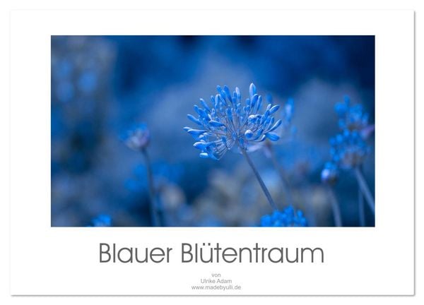 Produktbild: Blauer Bl&uuml;tentraum (Wandkalender 2026 DIN A3 quer), CALVENDO Monatskalender