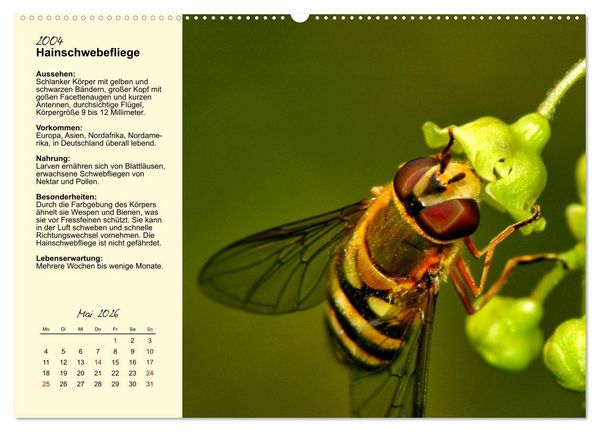 Produktbild: Insekt des Jahres (Wandkalender 2026 DIN A2 quer), CALVENDO Monatskalender