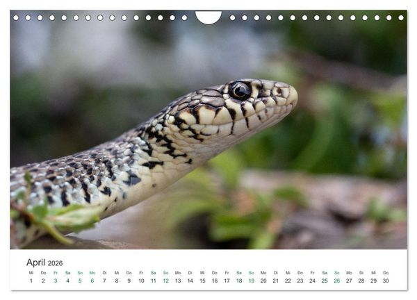 Produktbild: Schlangen - Portraits europ&auml;ischer Arten (Wandkalender 2026 DIN A4 quer), CALVENDO Monatskalender