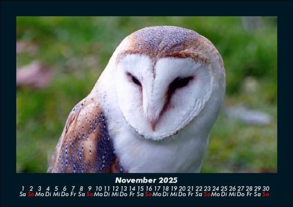 Produktbild: Welt der V&ouml;gel 2025 Fotokalender DIN A5