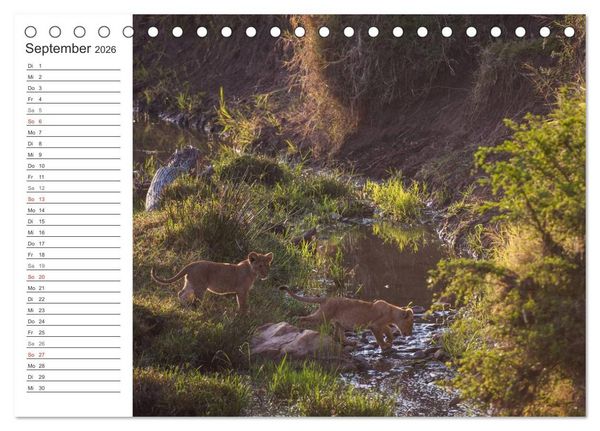 Produktbild: Emotionale Momente: L&ouml;wenbabys - so s&uuml;&szlig;. (Tischkalender 2026 DIN A5 quer), CALVENDO Monatskalender