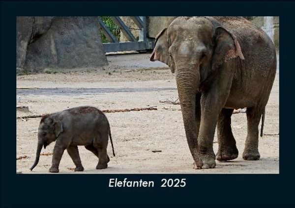 Produktbild: Elefanten 2025 Fotokalender DIN A5