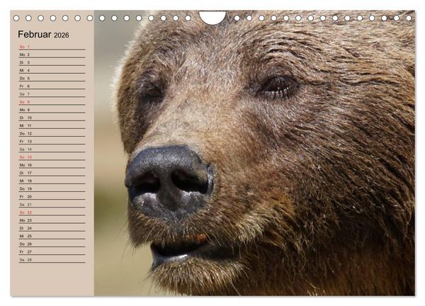 Produktbild: B&auml;ren. Unterwegs mit Meister Petz (Wandkalender 2026 DIN A4 quer), CALVENDO Monatskalender