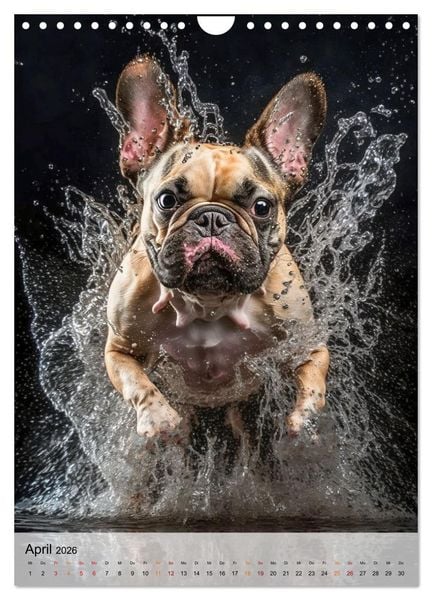 Produktbild: Franz&ouml;sische Bulldogge - ein Hund f&uuml;r die Familie (Wandkalender 2026 DIN A4 hoch), CALVENDO Monatskalender