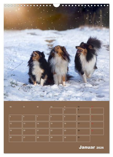 Produktbild: SHELTIES Herzensbrecher auf 4 Pfoten (Wandkalender 2026 DIN A3 hoch), CALVENDO Monatskalender