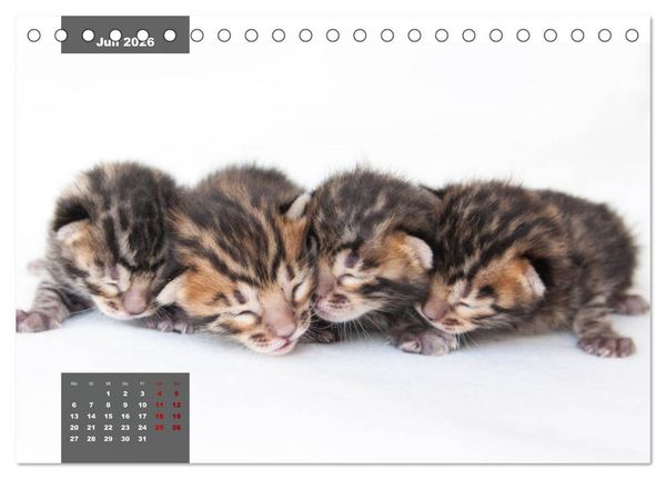 Produktbild: Bengal K&auml;tzchen (Tischkalender 2026 DIN A5 quer), CALVENDO Monatskalender