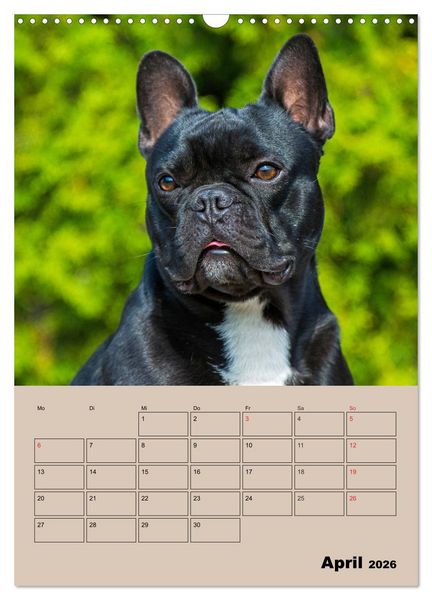 Produktbild: Jahresplaner Franz&ouml;sische Bulldogge (Wandkalender 2026 DIN A3 hoch), CALVENDO Monatskalender