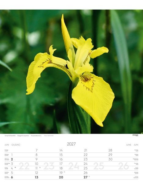 Produktbild: Alpenblumen Kalender 2027