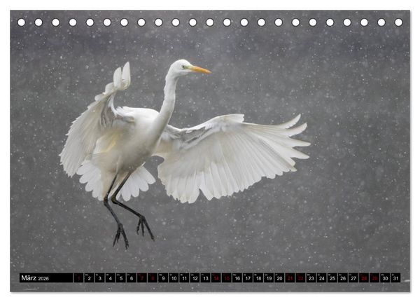 Produktbild: Eleganz in Wei&szlig; - Der Silberreiher (Tischkalender 2026 DIN A5 quer), CALVENDO Monatskalender