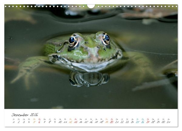 Produktbild: Frosch Karl, Hans und Max im Einklang der Natur (Wandkalender 2026 DIN A3 quer), CALVENDO Monatskalender