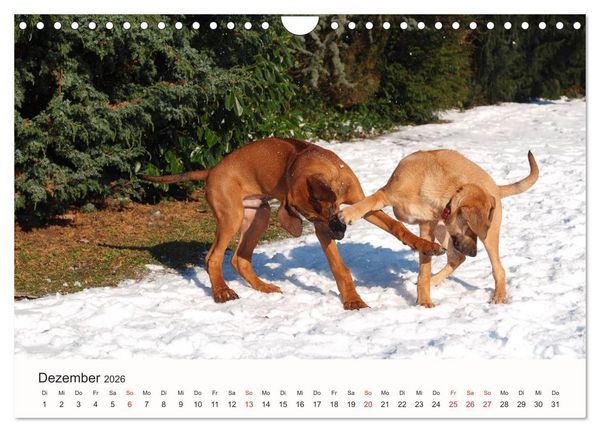 Produktbild: Rhodesian Ridgeback Sch&ouml;nheit aus Afrika (Wandkalender 2026 DIN A4 quer), CALVENDO Monatskalender