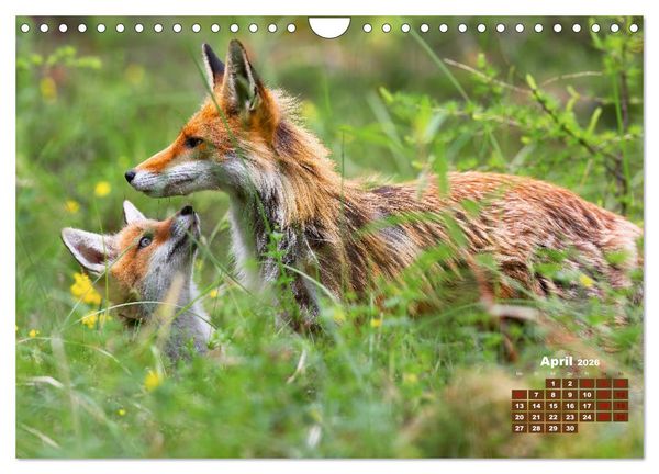 Produktbild: Tiere in freier Wildbahn by VogtArt (Wandkalender 2026 DIN A4 quer), CALVENDO Monatskalender