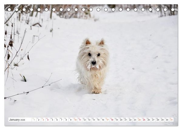 Produktbild: West Highland White Terrier - Your charming companion (Desk Calendar 2026 DIN A5 landscape), CALVENDO 12 Month DeskCalendar